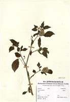 藏品(燈籠草)的圖片